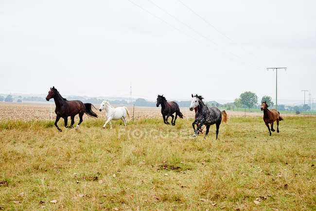Cinco caballos galopando a través del campo durante el día - foto de stock