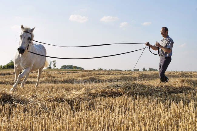Hombre entrenando cantering caballo blanco en el campo - foto de stock