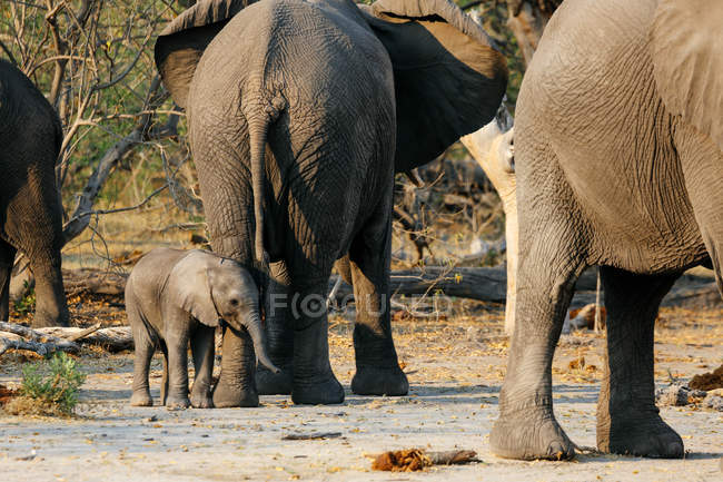 Adult and baby elephants walking in national park, Botswana — Stock Photo