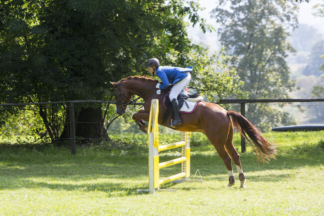 Horse and rider show jumping — Stock Photo