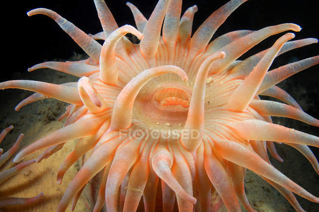 Close up shot of sea anemone under water — Stock Photo