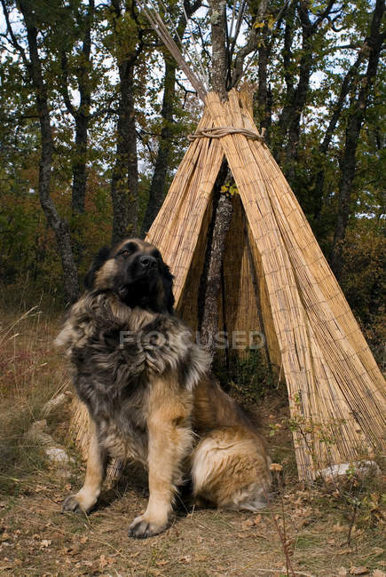 Beautiful domestic leonberger dog sitting in teepee, southern alps — Stock Photo