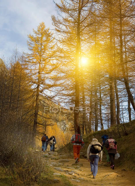 Туристы поход в гору в лесу — стоковое фото