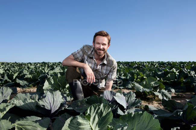 Mann pflückt Salat auf Feld — Stockfoto