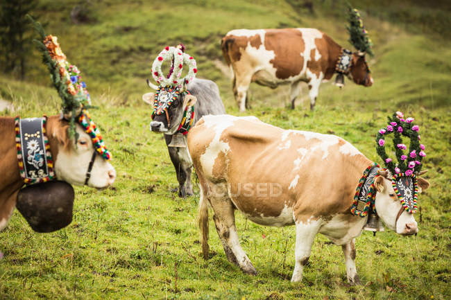 Mucche con copricapi — Foto stock
