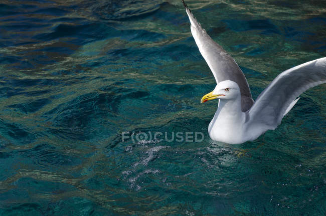 Ritratto di gabbiano galleggiante in mare con ali spiegate — Foto stock