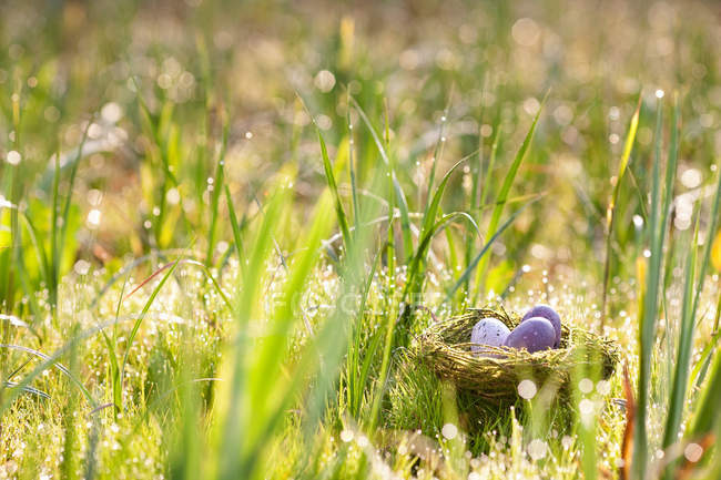 Окрашенные пасхальные яйца, гнездящиеся в гнезде на зеленой траве — стоковое фото