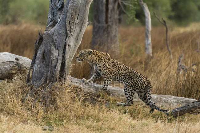 Leopardo (Panthera pardus) caminando sobre árboles caídos, concesión Khwai, delta del Okavango, Botswana - foto de stock