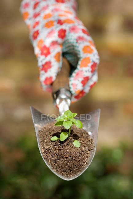 Hand holding plant on garden trowel, close-up partial view — Stock Photo