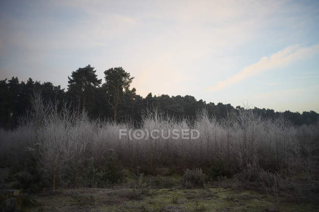 Vista da floresta de charneca — Fotografia de Stock