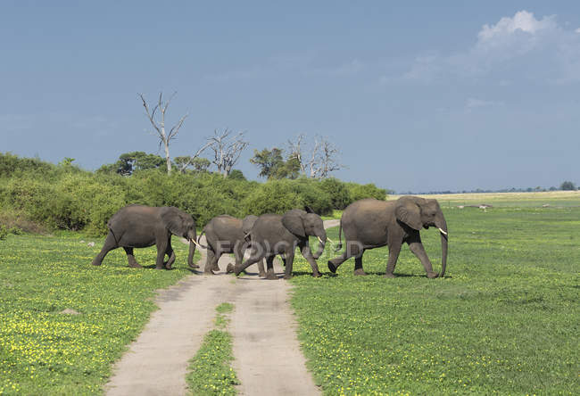 Африканские слоны пересекают грунтовую дорогу на поле — стоковое фото