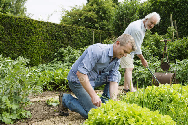 Father and adult son gardening — Stock Photo