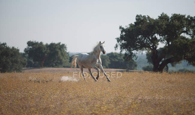 Course de chevaux dans le champ — Photo de stock