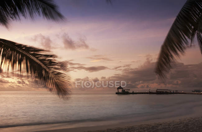 Arbres de plage au coucher du soleil, Atoll d'Ari, Maldives — Photo de stock