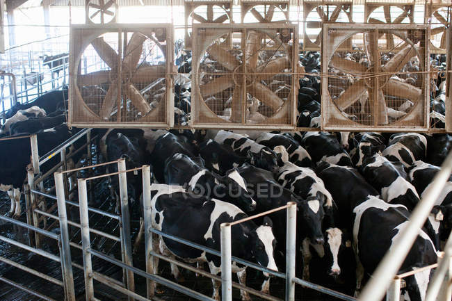 Rinder im Stall auf Milchviehbetrieb, erhöhte Aussicht — Stockfoto