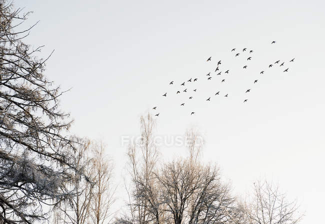 Flock of birds flying over snow-covered trees — Stock Photo