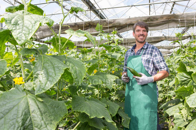 Retrato del agricultor ecológico cosechando pepinos en invernadero - foto de stock