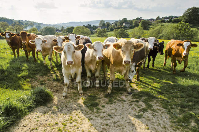 Retrato de rebaño de vacas en campo verde rural - foto de stock
