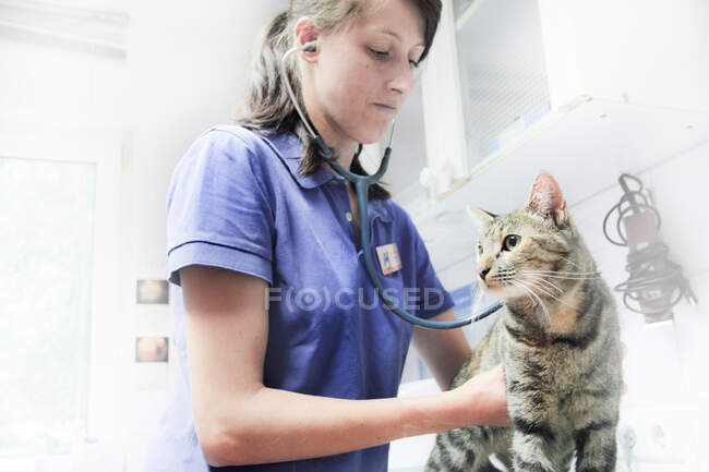 Veterinario usando estetoscopio en gato - foto de stock