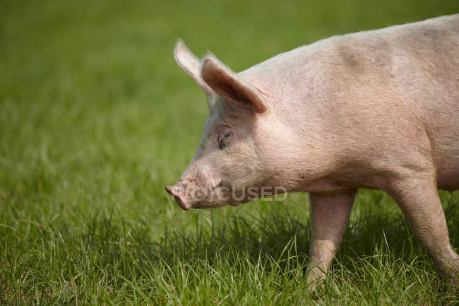 Cerdo caminando sobre hierba verde vívida, vista lateral - foto de stock