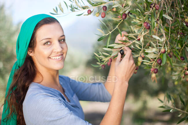 Frau pflückt Oliven im Olivenhain, Portrait — Stockfoto