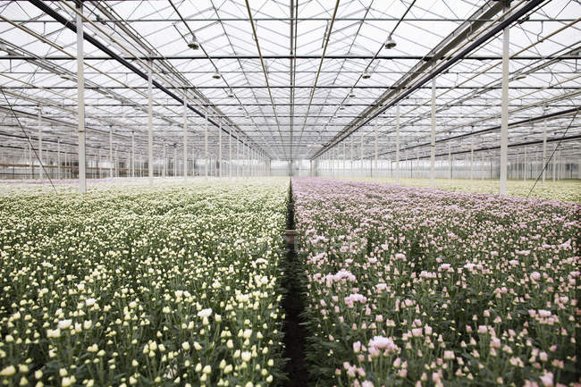 Filas de plantas que crecen en invernadero, perspectiva decreciente - foto de stock