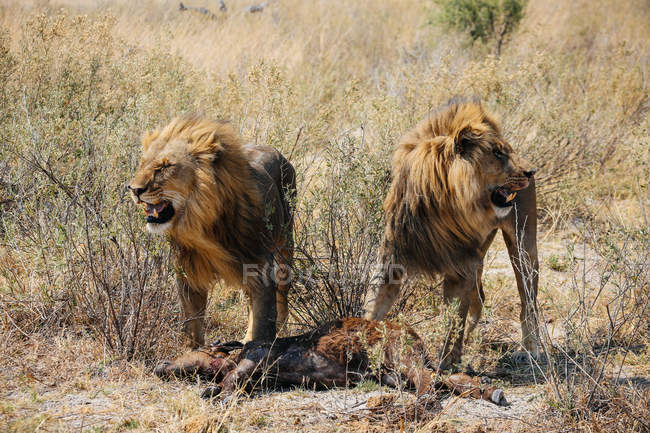 Leões com bezerro de búfalo em campo no Delta do Okavango, Botsuana — Fotografia de Stock