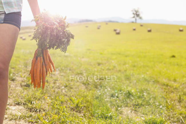 Colpo ritagliato di giovane donna che trasporta un mucchio di carote fresche in campo — Foto stock