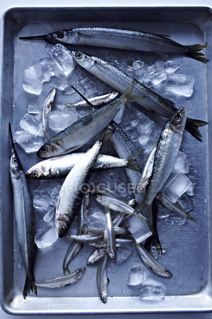 Pequeno peixe em bandeja de metal com gelo — Fotografia de Stock