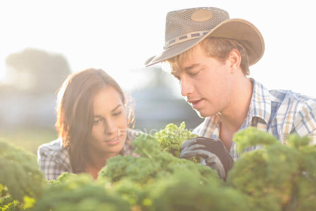 Female and male workers looking at vegetables growing on farm — Stock Photo