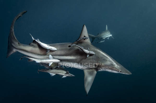Tubarão de ponta negra oceânico nadando com peixes pequenos — Fotografia de Stock