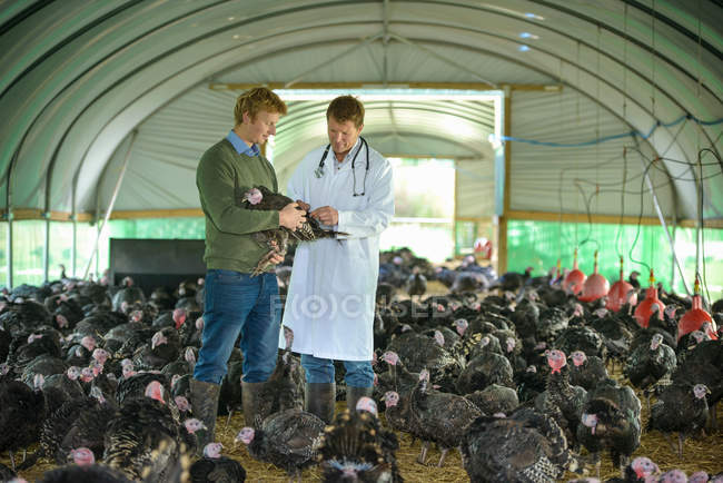 Vet and farmer holding turkey inside farm building on free range turkey farm — Stock Photo