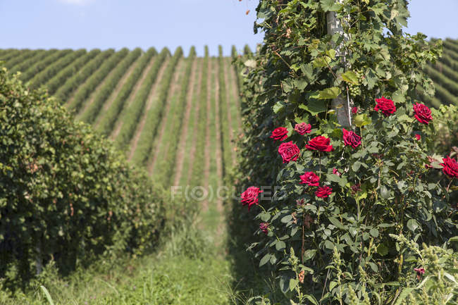 Vue panoramique sur les vignobles de Langhe, Piémont, Italie — Photo de stock