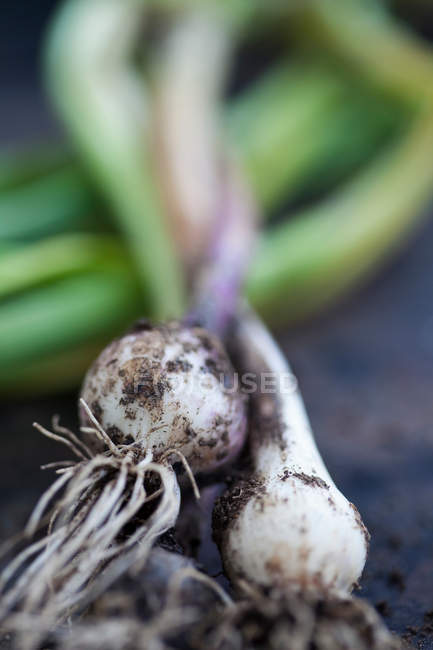 Close up shot of fresh harvested garlic bulbs — Stock Photo
