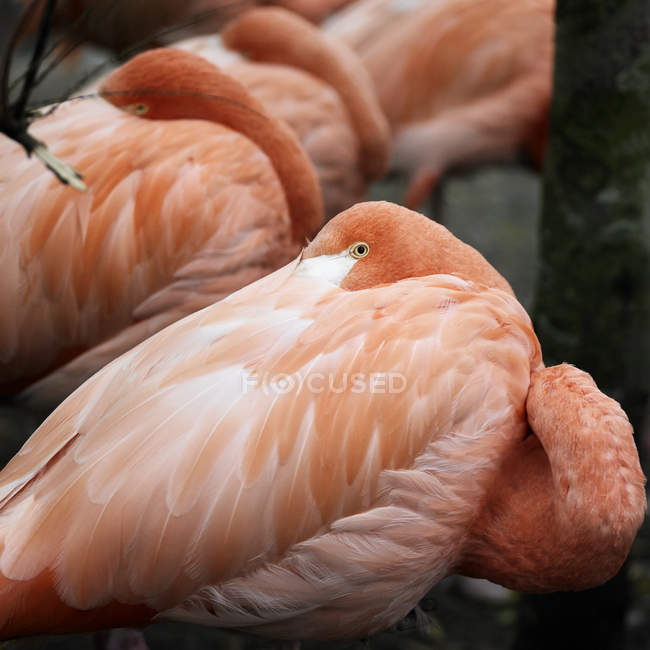 Закрыть розовое фламинго с головой, вставленной через плечо — стоковое фото