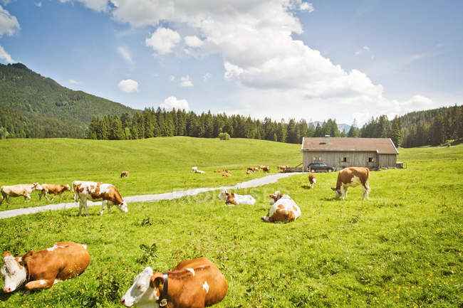 Pastoreio de gado em campos — Fotografia de Stock