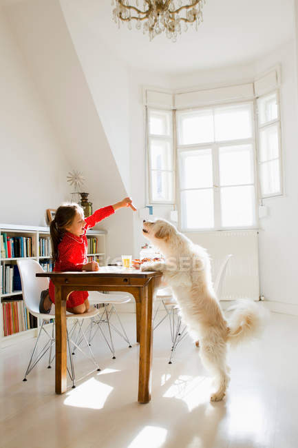 Girl feeding dog at table — Stock Photo