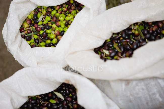 Primo piano della raccolta delle olive in sacchetti — Foto stock