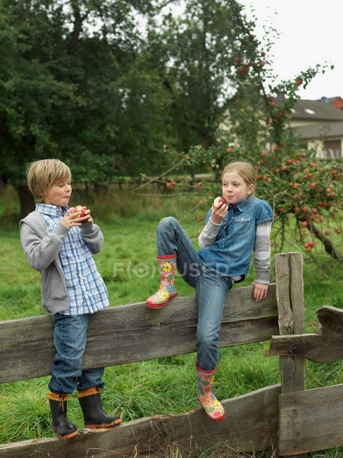 Niña y niño comiendo manzanas en la cerca - foto de stock