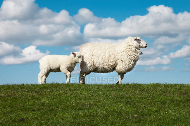 Erwachsene Schafe mit Lamm auf der grünen Wiese im Sonnenlicht — Stockfoto