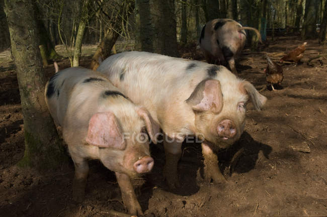 Tres cerdos y gallinas en el bosque - foto de stock