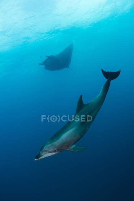 Delfines y mantarrayas gigantes nadando bajo el agua - foto de stock