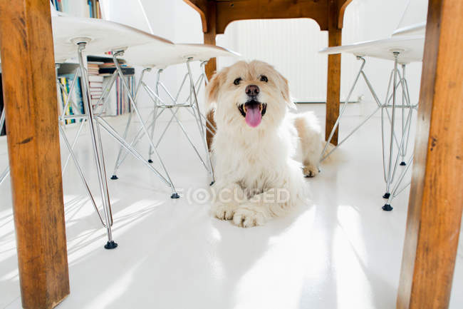 Собака лежит под столом — стоковое фото