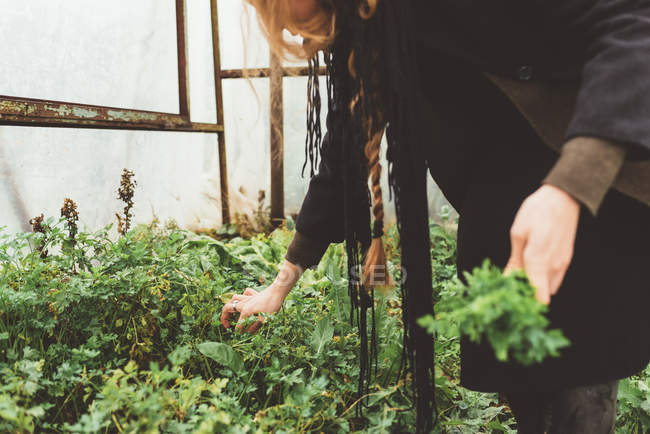 Recortado tiro de mujer joven recogiendo hierbas en invernadero - foto de stock