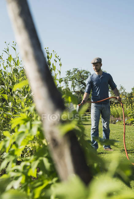 Садовник поливает растения на открытом воздухе — стоковое фото