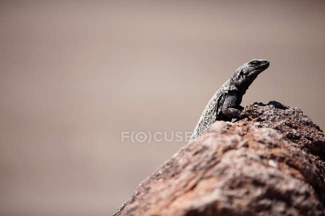 Ящірка на пустельній скелі — стокове фото