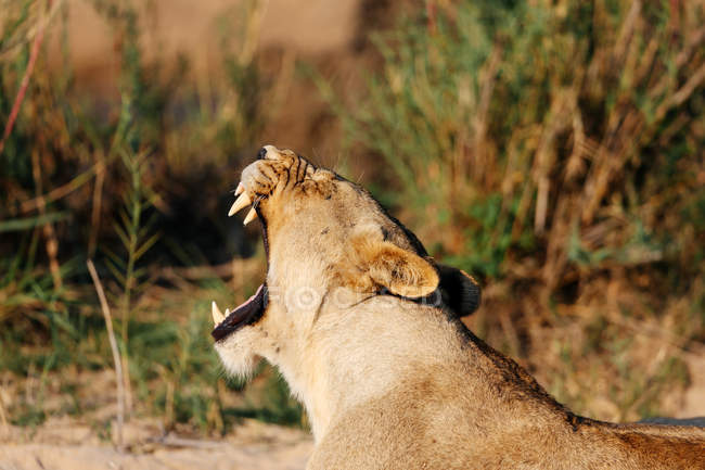 Bostezo de leona, Reserva de caza Sabi Sand, Sudáfrica - foto de stock