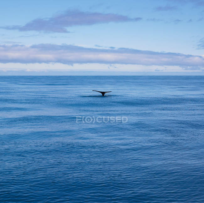 Далекий вид хвост китов в тихом океане — стоковое фото
