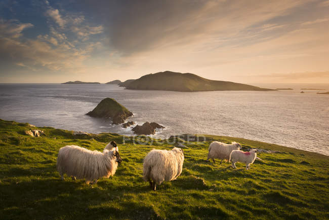 Pascolo di pecore sulla collina con vista sulle isole Blasket — Foto stock