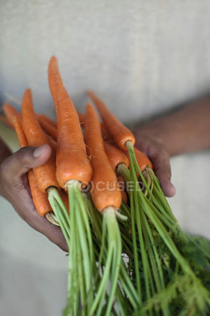 Primer plano de las manos sosteniendo zanahorias - foto de stock